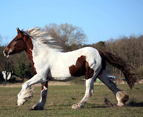 Pferd Hidalgo